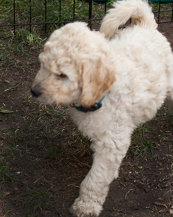 Goldendoodles Buffalo, and Western New York puppies. Sable and